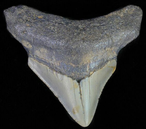 Bargain, Juvenile Megalodon Tooth - North Carolina #62135